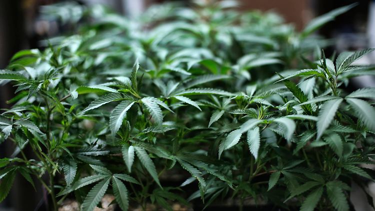 In einigen US-Staaten ist der Verkauf von Marihuana bereits legal, etwa in Kalifornien.