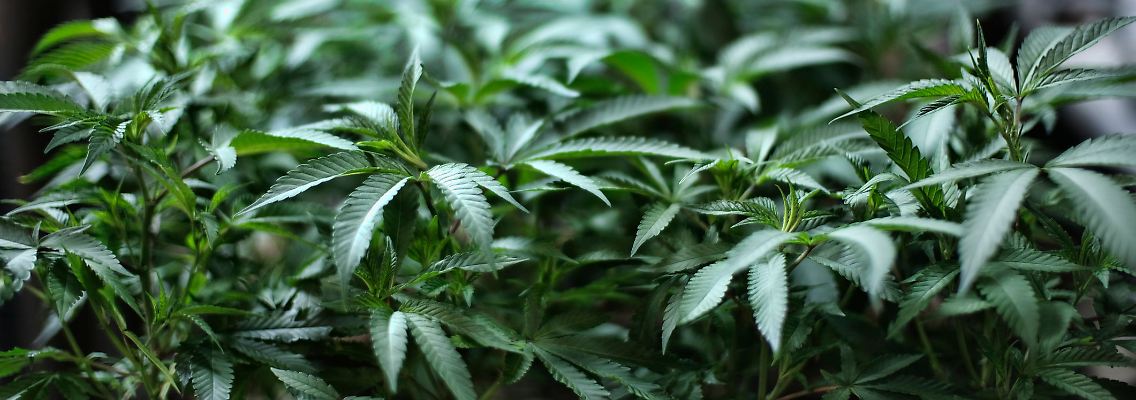 In einigen US-Staaten ist der Verkauf von Marihuana bereits legal, etwa in Kalifornien.
