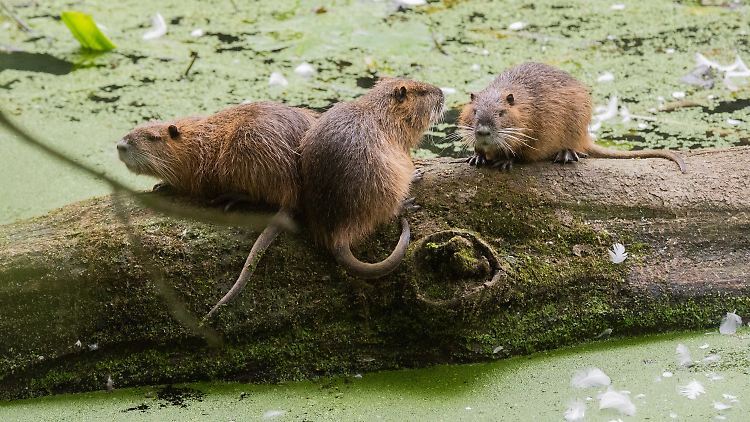 Nutrias erkennt man an ihrem länglicheren runden Schwanz, der sie von den sehr ähnlichen Bibern unterscheidet. 