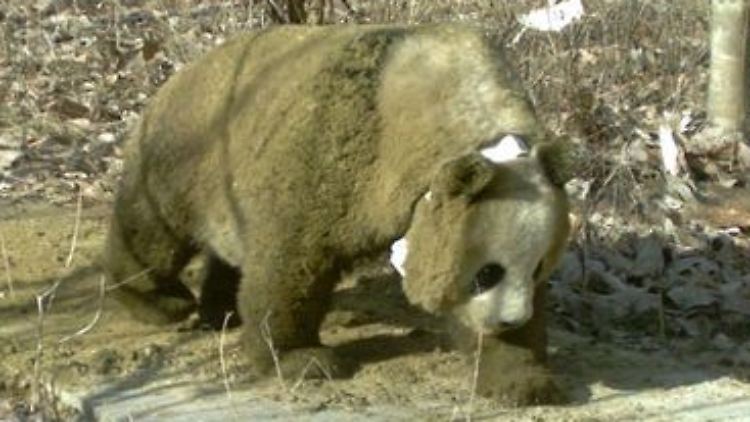 Ein Panda im Dung-Mantel.