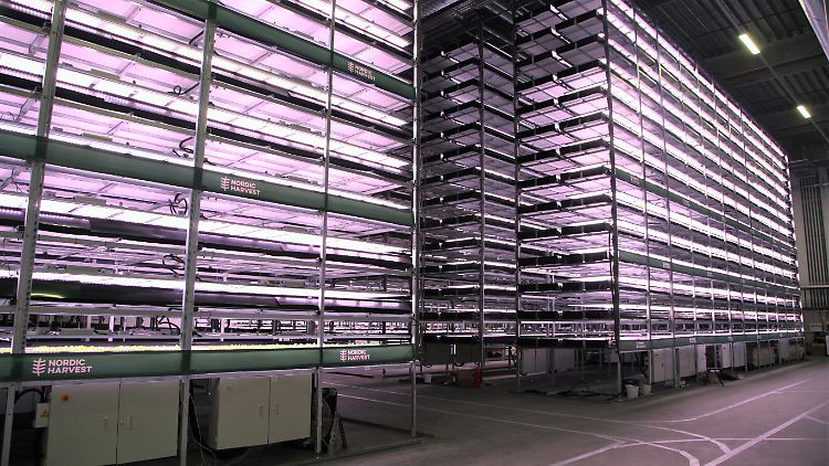 Auf 14 Etagen werden in der Farm in Taastrup bei Kopenhagen zunächst unter anderem Minze, Basilikum, Rucola und junger Spinat geerntet.