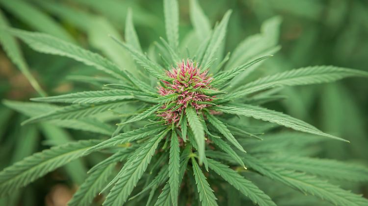 Cannabis wird auch zur Herstellung von resistenten Textilien, Seilen, Zellstoff, Bau- und Isoliermaterialien, Biokunststoffen und Tierfuttersubstraten verwendet.