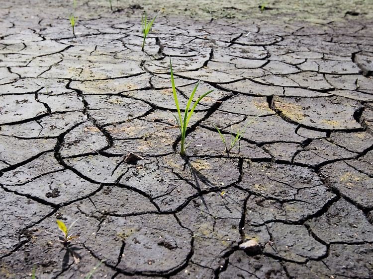 Die größte Sorge in Deutschland ist bisher ein Absinken des Grundwasserspiegels infolge des Klimawandels.