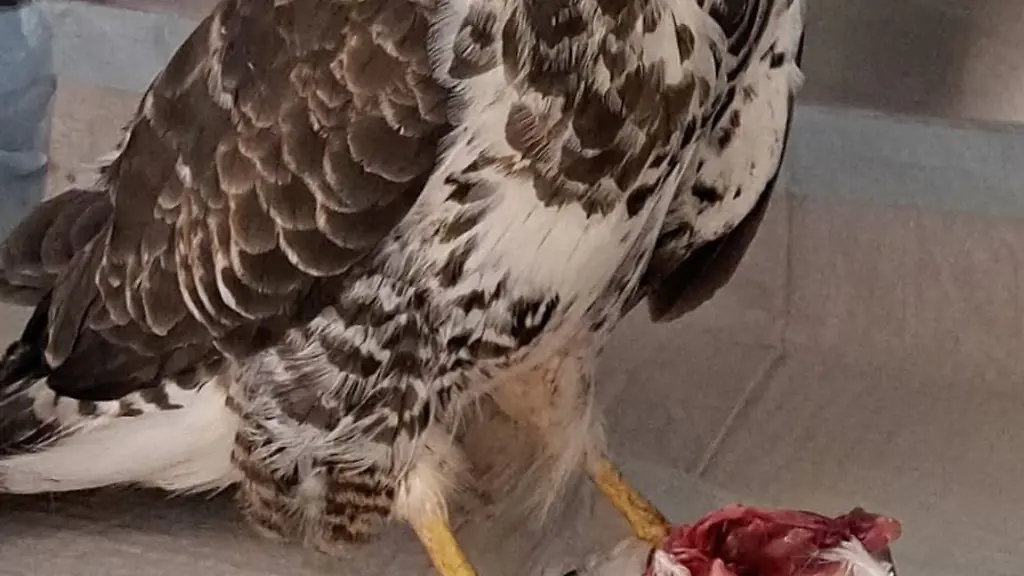 Solche-Verstoesse-gegen-Natur-und-Artenschutz-kommen-haeufiger-vor-hiesst-es-im-Kreis-Coesfeld