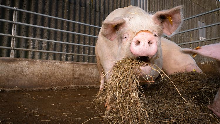 Neues deutsches Problemtier - das Schwein: Im Ausland nicht mehr gefragt, im Schlachthaus nicht gewollt und im Handel nicht geschätzt.