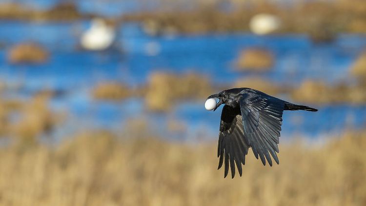Mengenverständnis, Ursache-Wirkungs-Ketten und soziales Lernen - Raben sind in dieser Hinsicht geistige Überflieger im Tierreich.