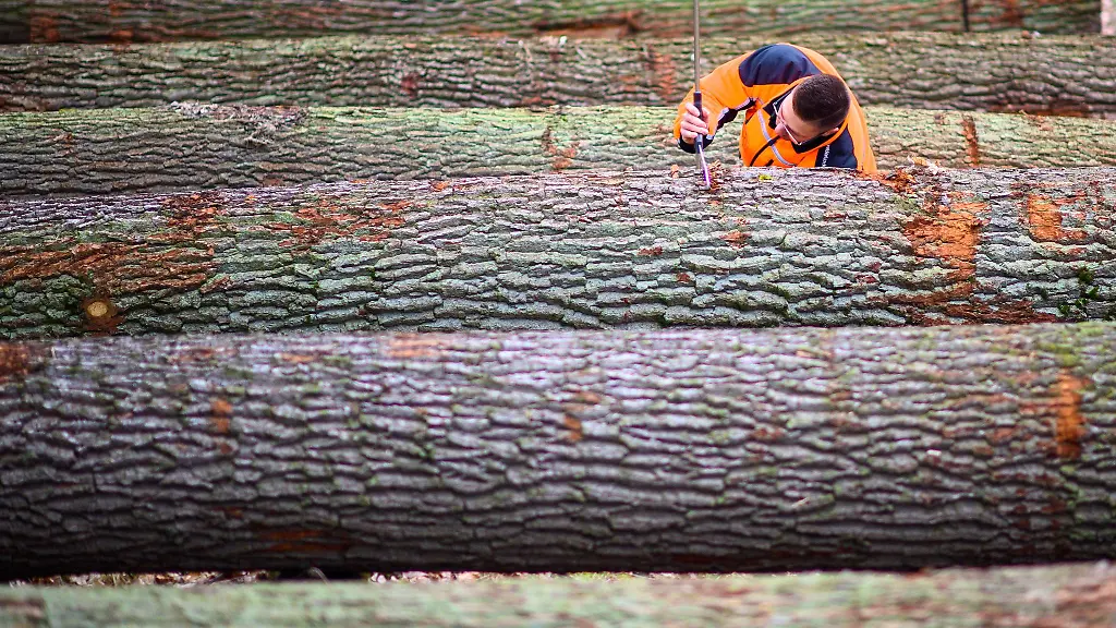 Das-Landeszentrum-Wald-Sachsen-Anhalt-erwartet-einen-Erloes-von-rund-250-000-Euro