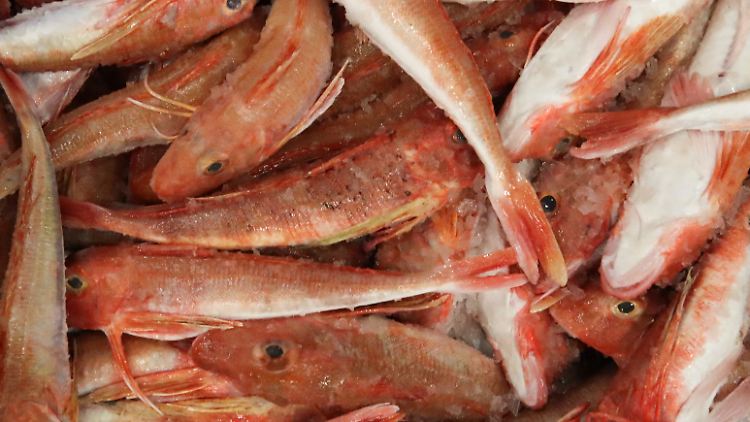 Fisch auf einem belgischen Großmarkt: Um die Fischerei in britischen Gewässern ringen derzeit die EU und das Königreich.