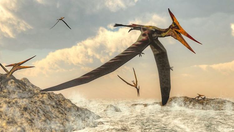 Ein Pteranodon - diese Gattung von Flugsauriern umfasste einige der größten bekannten fliegenden Reptilien.