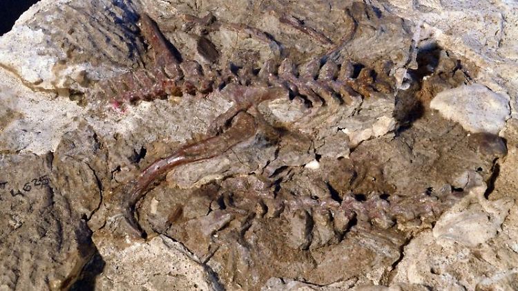 Ein Lagerpetidae-Teilskelett (Hüfte, Bein und Wirbel) von vor etwa 235 Millionen Jahren aus Argentinien. Untersuchungen dieses Exemplars halfen, Merkmale der Lagerpetiden mit den Pterosauriern zu verbinden.