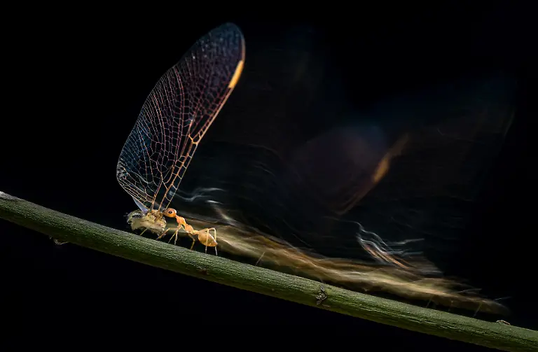 NICHT-IN-ANDEREM-ZUSAMMENHANG-VERWENDEN-02-AnimalBehaviour-Runnerup-Padmanava-Santra