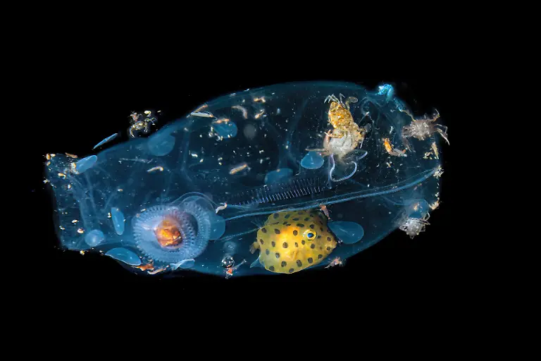 NICHT-IN-ANDEREM-ZUSAMMENHANG-VERWENDEN-03-AnimalBehaviour-SpecialMention-Massimo-Giorgetta