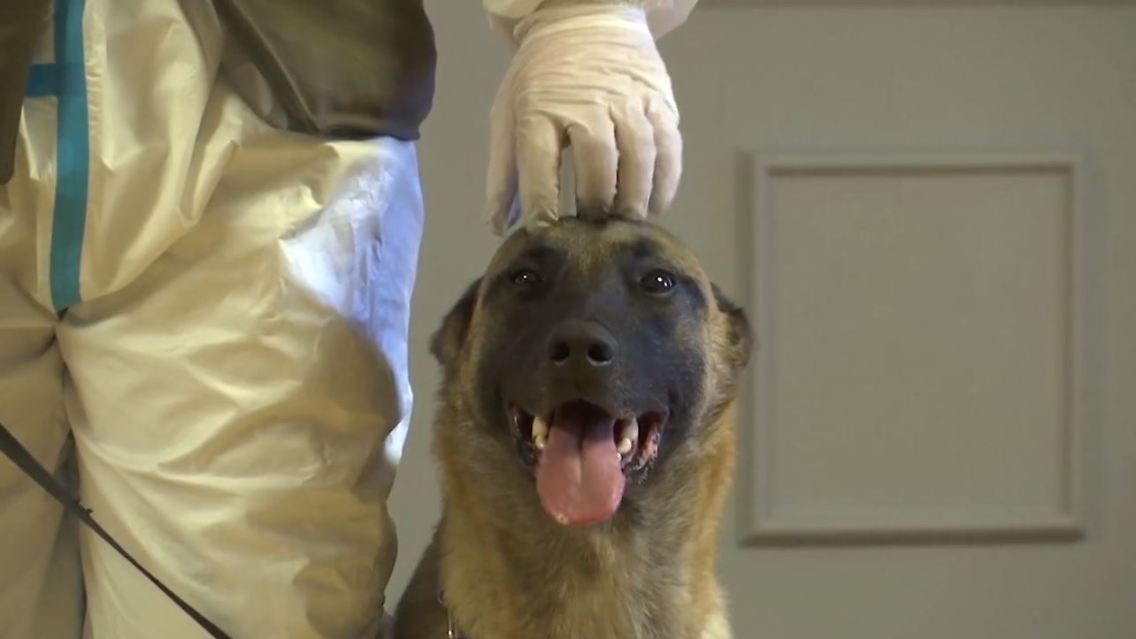 Hund Corona.JPG