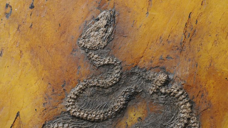 Aufnahme einer versteinerten Python, die in der Grube Messel entdeckt wurde. 