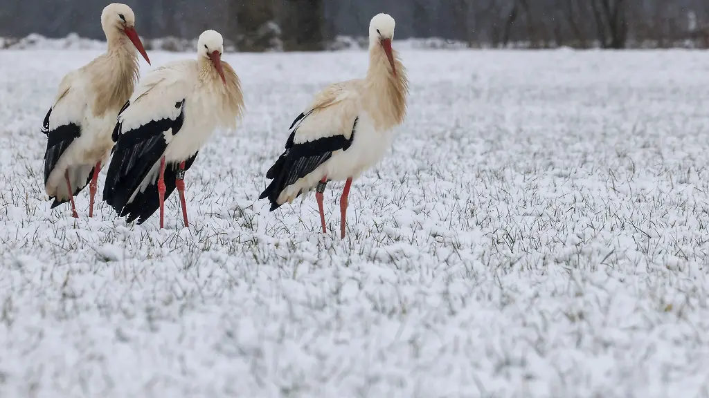 Eine-Woche-knackiges-Winterwetter-mit-Nachttemperaturen-um-minus-zehn-Grad-und-Schnee-sind-noch-kein-Problem-fuer-Stoerche