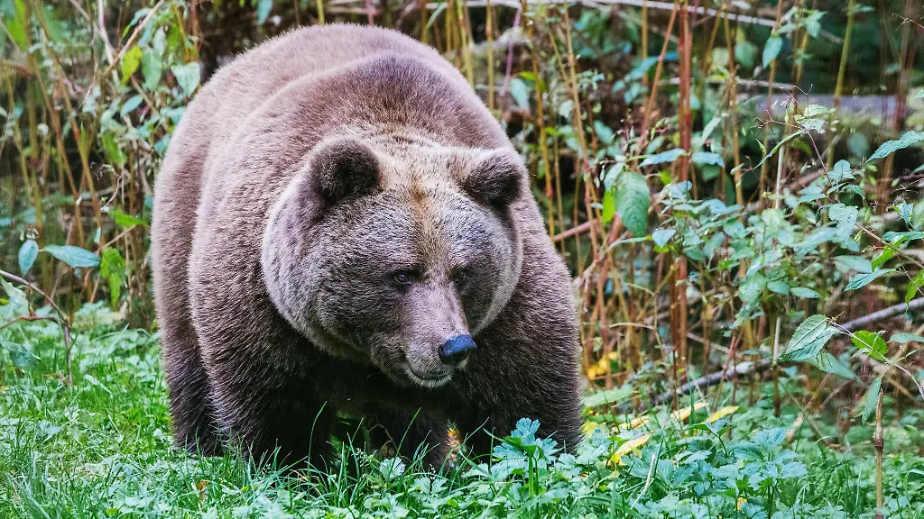 Baerin-Gaia-kommt-spaeter-und-ihr-Gehege-wird-teurer-als-geplant