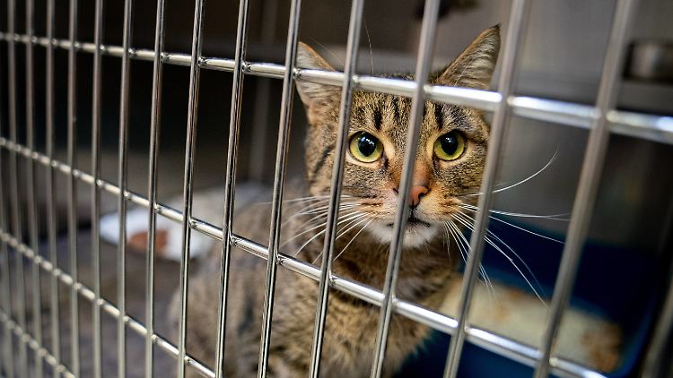 Ausgesetzte Katze in ihrem Käfig im Tierheim: Bei Katzen ist die Nachfrage seit Beginn der Corona-Pandemie am meisten gestiegen.