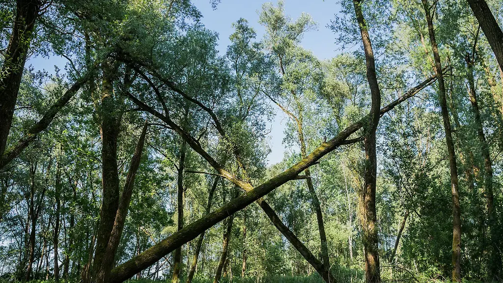 Der-Vollhoefner-Wald-ist-Hamburgs-38-Naturschutzgebiet-Archivbild
