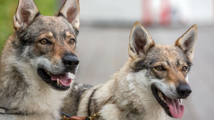 Bei den Tieren handelt es sich um Tschechoslowakische Wolfhunde. (Symbolfoto)