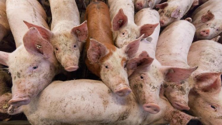 Wegen der Corona-Pandemie sind die Schweineställe noch immer voll.
