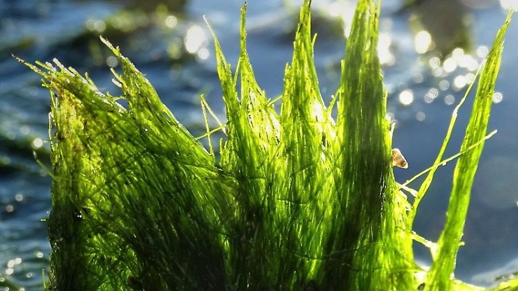 Schlauchalge Vaucheria velutina vor List auf Sylt: Die Sektion Phykologie der Deutschen Botanischen Gesellschaft hat die eingeschleppte Art zur "Alge des Jahres 2021" gewählt.