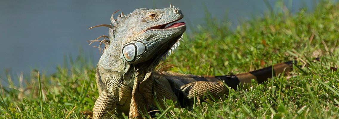 Reptilien statt Krähen fallen "vom Himmel": Für den "Leguan-Regen", der etwas an Szenen wie aus einem Alfred-Hitchcock-Film erinnert, gibt es eine logische Erklärung.