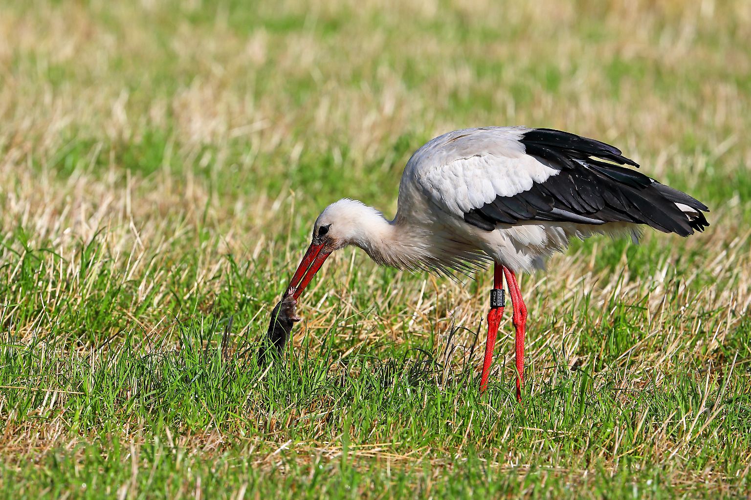 Der Storch gehörte 1984 und 1994 dazu. Der Maulwurf, der hier gejagt wird, 2020. 