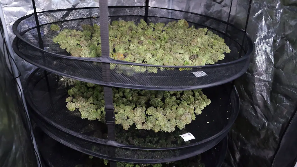 In-Niedersachsen-warten-45-Cannabis-Anbauvereine-auf-die-Genehmigung