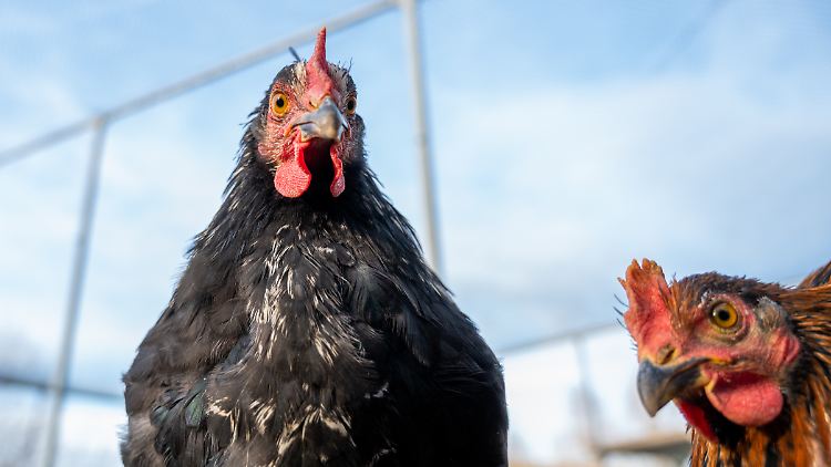 Die Mitarbeiter des Berliner Tierheims vermuten, dass viele Hühner aufgrund fehlender Freizeitangebote für Kinder gekauft wurden.