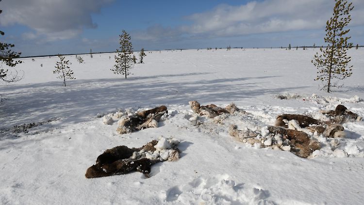 Rentiere, die von Wilderern getötet wurden: Erderwärmung und Wilderei führen nach Erhebungen von Tierschützern zu einem dramatischen Schwund der Rentiere in Russlands hohem Norden.