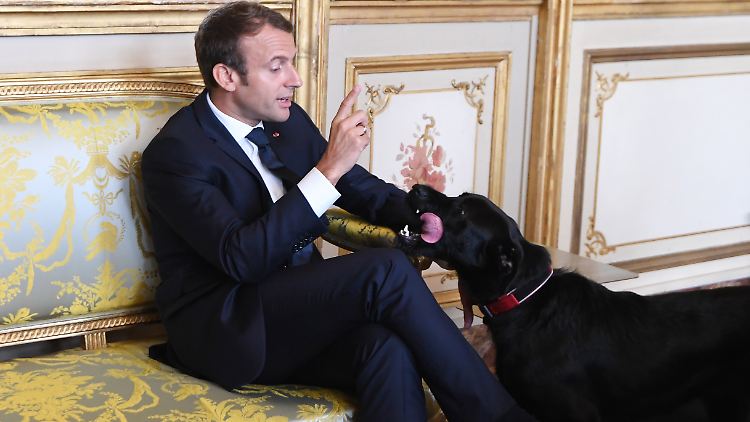 Nemo war früher Rettungshund; 2017 hatten Macron und seine Frau Brigitte ihn bei sich aufgenommen.