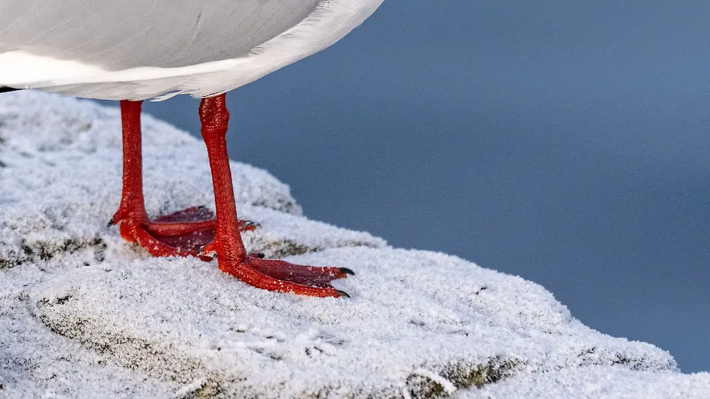 Nachts-wird-es-in-Mecklenburg-Vorpommern-sehr-kalt-der-Deutsche-Wetterdienst-warnt-vor-Frost-und-Glaette