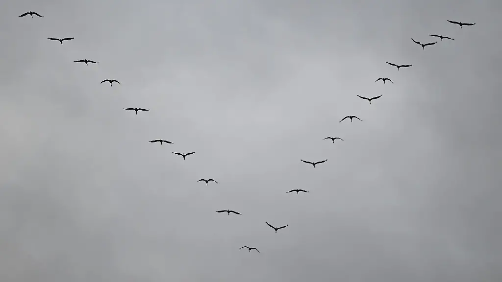 Kraniche-fliegen-auf-dem-Weg-von-ihren-Winterquartieren-in-ihre-Brutreviere-auch-ueber-Rheinland-Pfalz