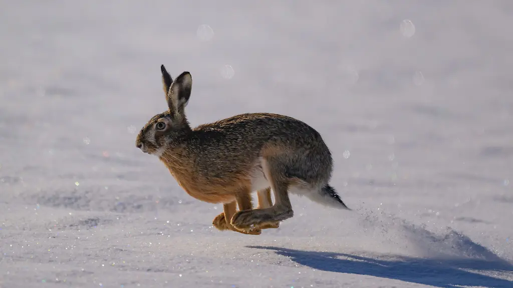 Vergleichsweise-heftiger-Schneefall-hat-Brandenburg-mit-einer-dicken-Schneeschicht-ueberzogen