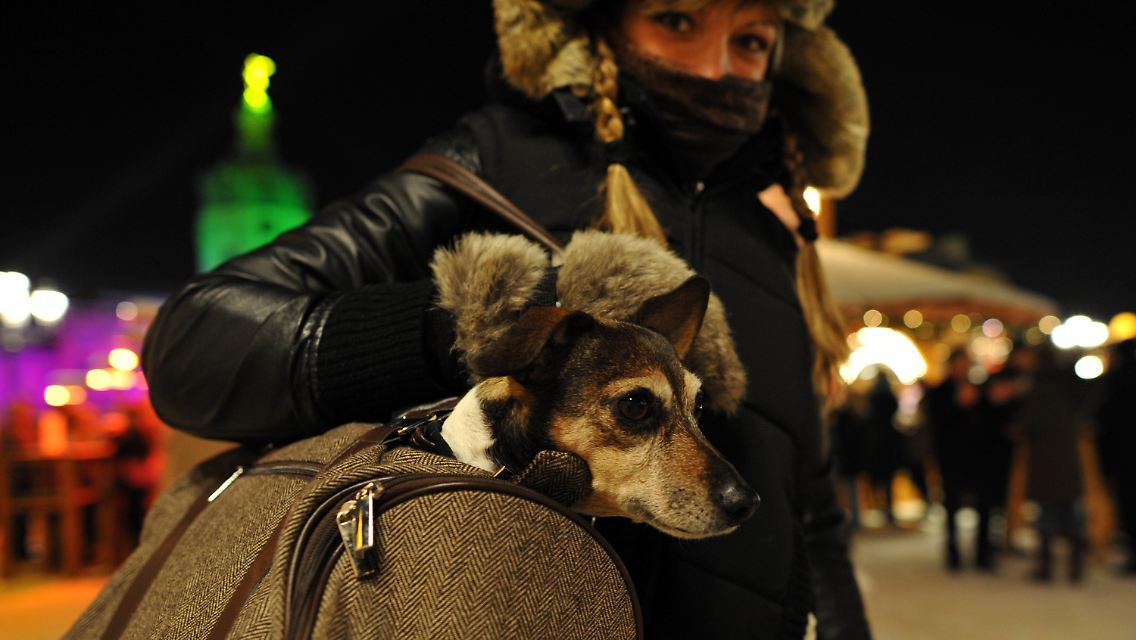 Hundekalt: Bei einer Temperatur von minus fünf Grad wird ein Hund in einer Tasche über den Weihnachtsmarkt am Schloss Charlottenburg in Berlin getragen.