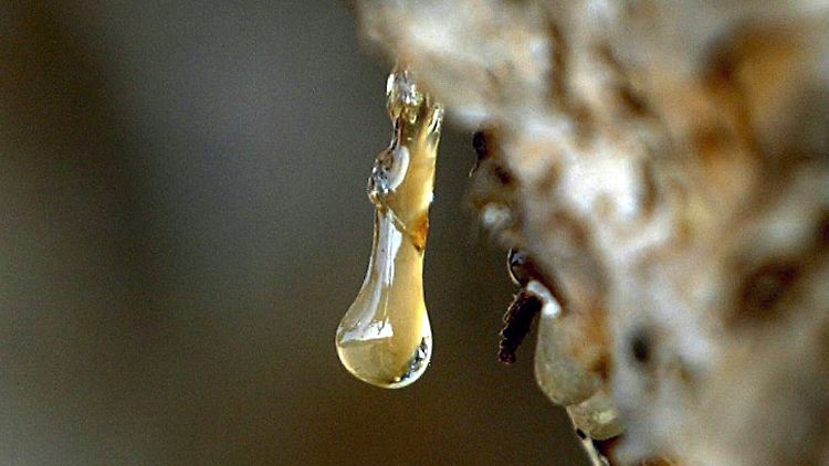 Ein Tropfen Weihrauchsaft hängt an der Rinde eines Boswellia-sacra-Baumes. 