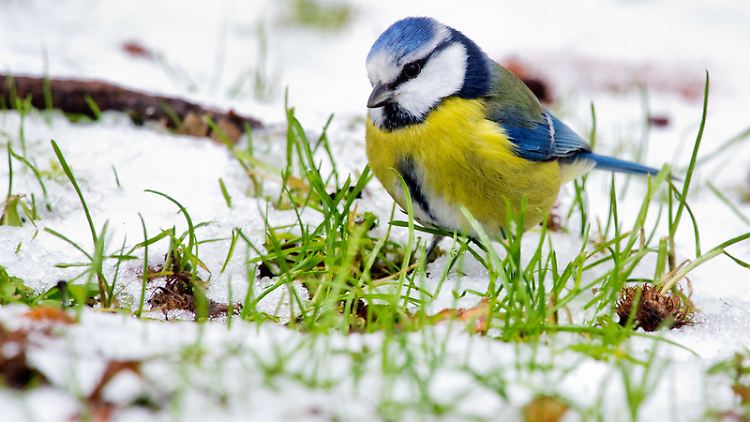 In diesem Jahr interessiert sich der Nabu insbesondere für Blaumeisen.