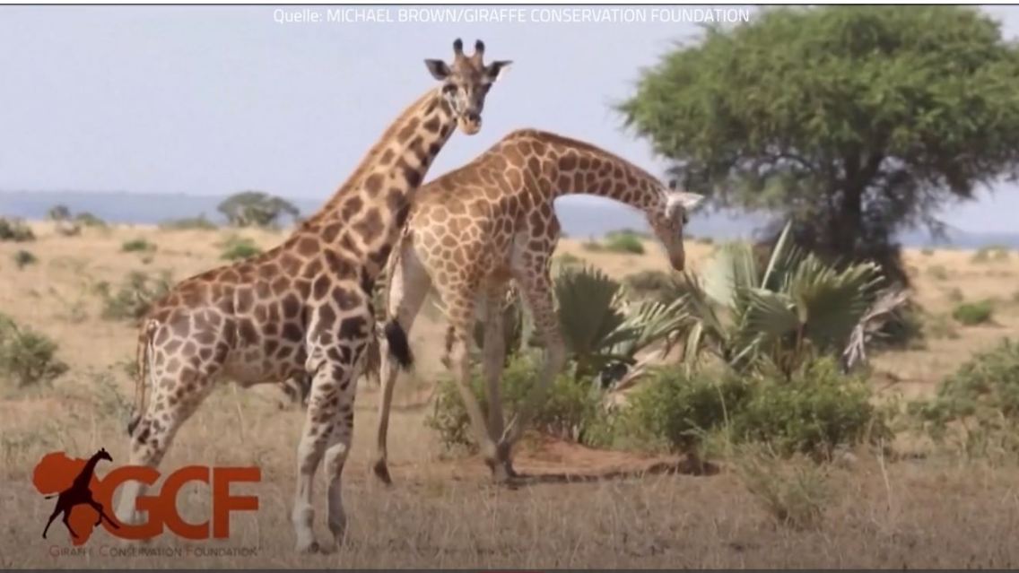 Giraffe.JPG