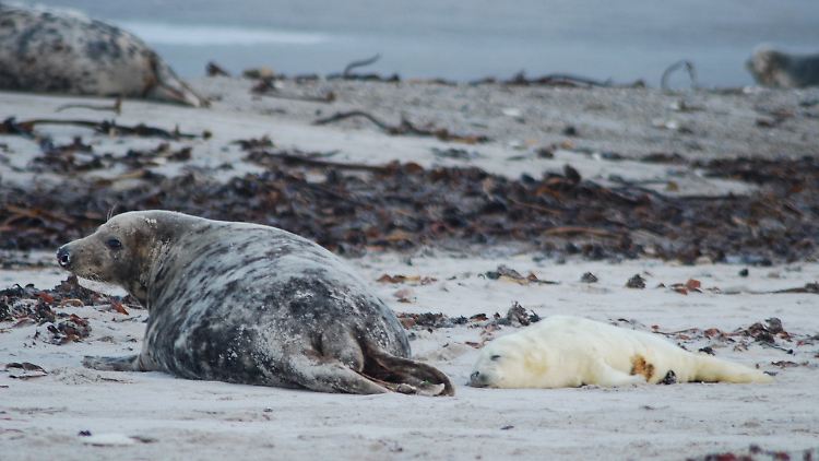 Kegelrobbenbaby neben seiner Mutter auf der Düne der Hochseeinsel Helgoland. 
