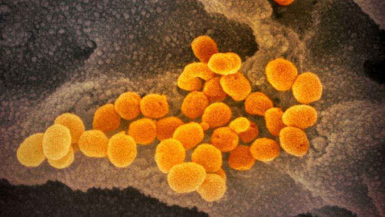 Das Coronavirus passt sich durch Mutationen ständig seinem Wirt an. 