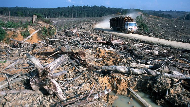 Die Entwaldung gefährdet "das Leben, wie wir es kennen",  sagt WWF-Programmleiterin Winter. 