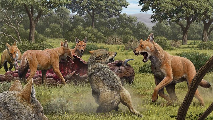 Die Illustration zeigt ein Rudel Canis dirus, die ihre Bisonbeute fressen.