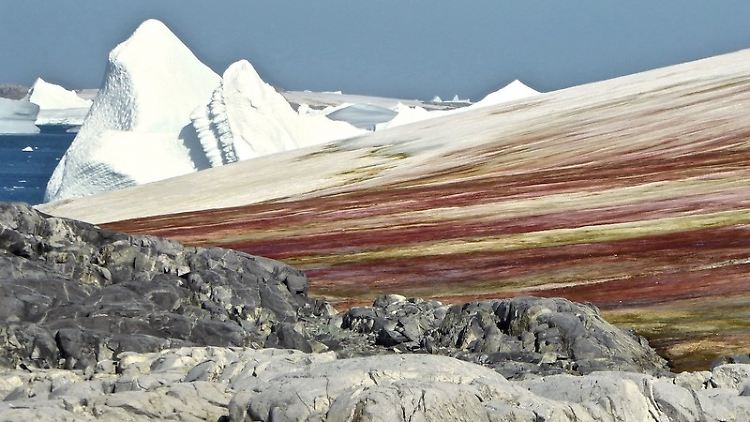 Rote und grüne Algenblüten färben den Schnee in der Antarktis ein.