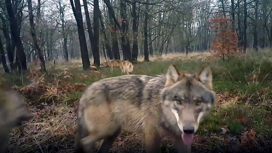WolfsrudelNEU.JPG