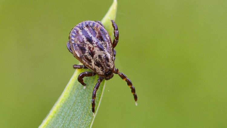 Sticht die Zecke Hunde oder Pferde, kann sie eine unliebsame Überraschung mit im Gepäck haben. Denn sie ist auch Überträger der Babesiose oder "Hundemalaria".