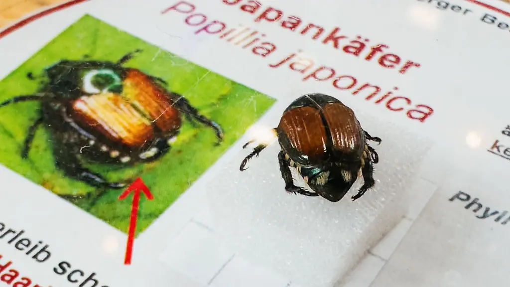 Experten-rechnen-damit-dass-der-als-gefraessig-angesehene-Japankaefer-frueher-oder-spaeter-auch-in-Deutschland-zum-Problem-werden-koennte-In-Thueringen-geben-sich-Umweltministerium-und-auch-der-Bauernverband-noch-entspannt