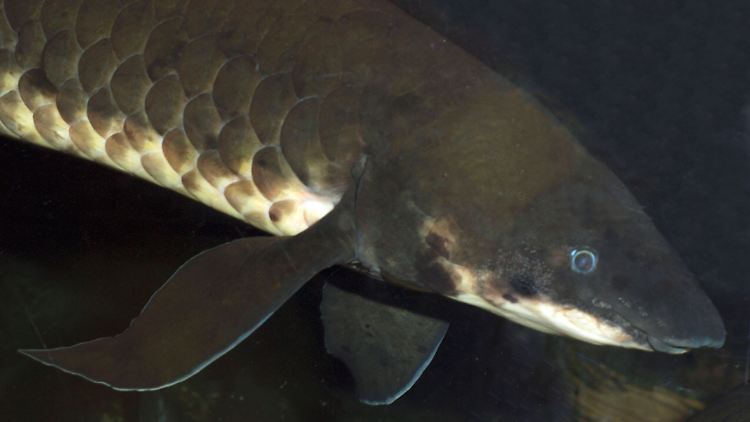 Gleiche Gene im Menschen und im Lungenfisch steuern die Entwicklung der Lunge. 