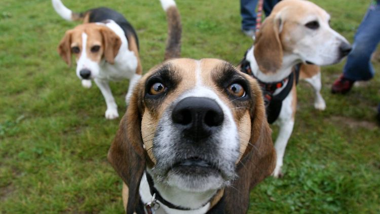 96 Beagle lebten als Laborhunde (Archivbild) zum Zeitpunkt der Schließung noch in der Anstalt, aber konnten von Tierschützern schnell vermittelt werden. 