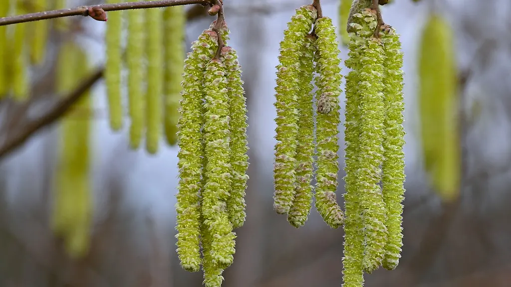 Mit-der-Haselbluete-beginnt-der-Vorfruehling