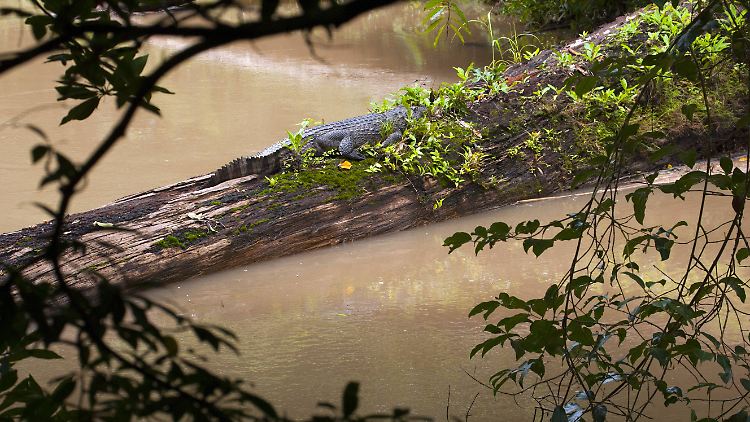 Früher waren die Süßwasserkrokodile in Südostasien weit verbreitet. 